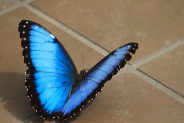 krohn butterfly show 2025