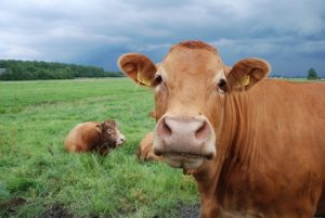 Campbell county farm & livestock expo