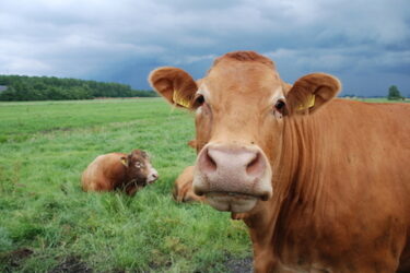 Campbell county farm & livestock expo