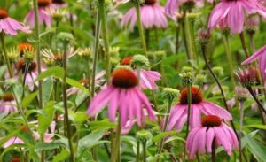 wildflower walk