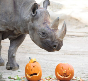 a year of fun at the zoo