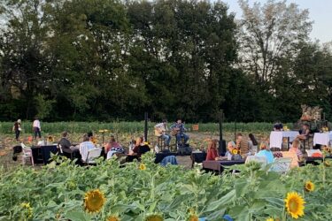 Sips in Sunflowers