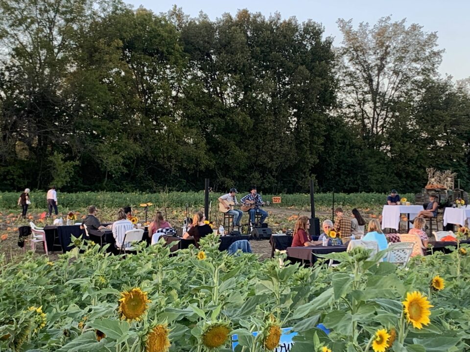 Sips in Sunflowers