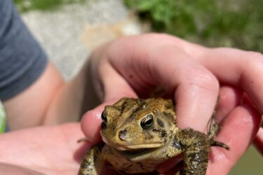 Dino Buddies + Gorman Heritage Farm Partnership