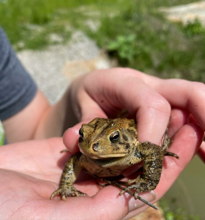 Dino Buddies + Gorman Heritage Farm Partnership