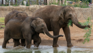 Zoo Debuts New Habitat