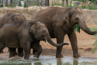 Zoo Debuts New Habitat