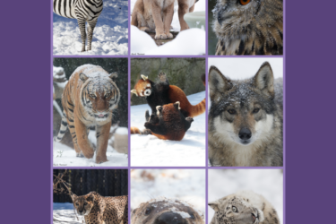 Winter Discount Days at Cincinnati Zoo!