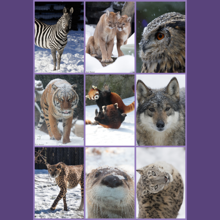 Winter Discount Days at Cincinnati Zoo!