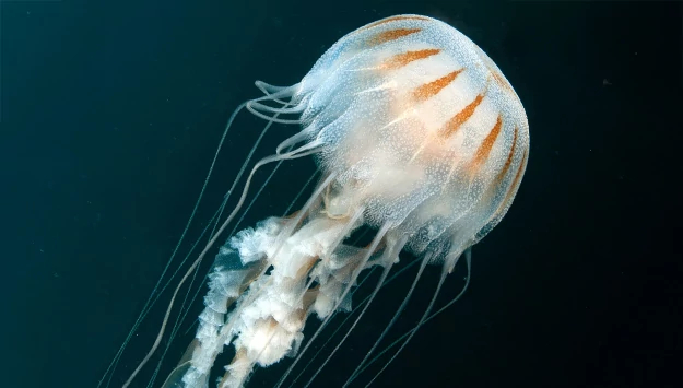 Newport Aquarium's New Exhibit 