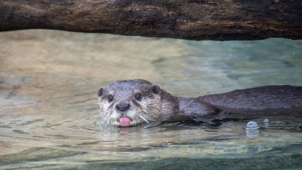 Zoo News