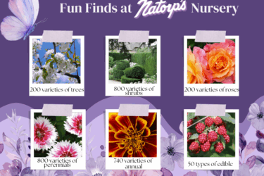 Fun Finds at Natorp's Nursery