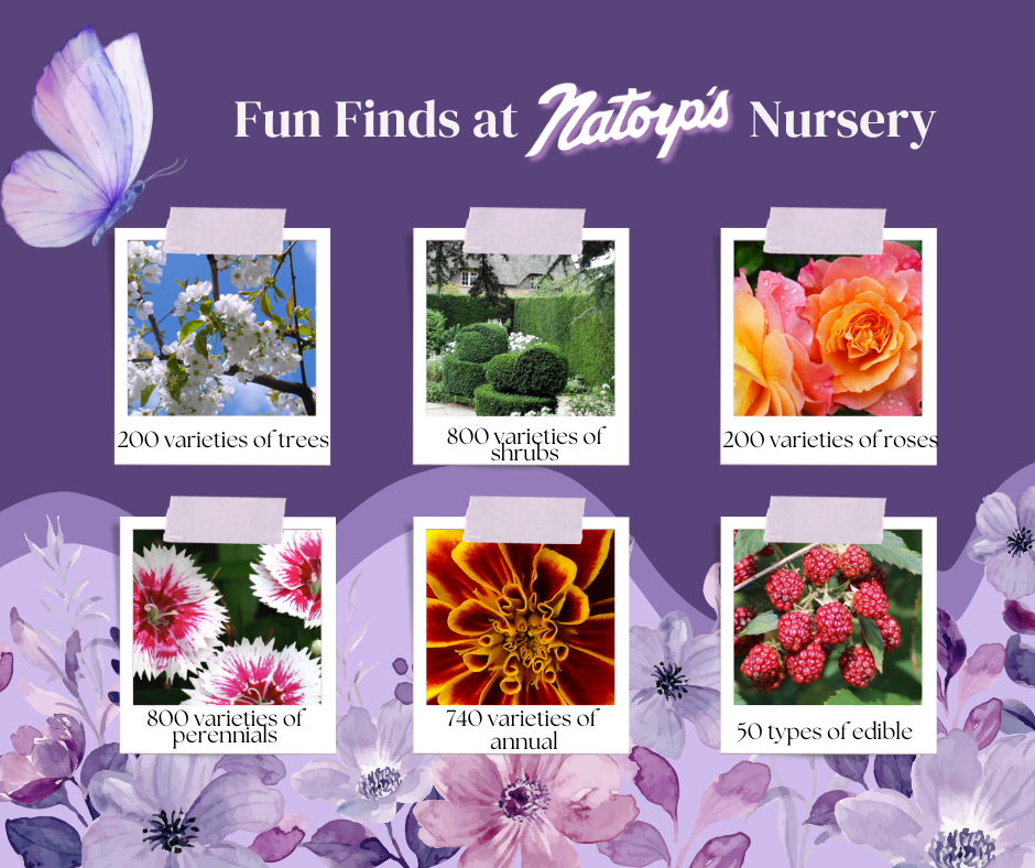 Fun Finds at Natorp's Nursery