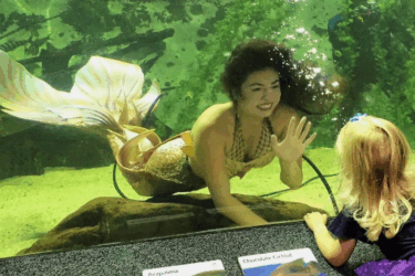 Mermaids Return to Newport Aquarium