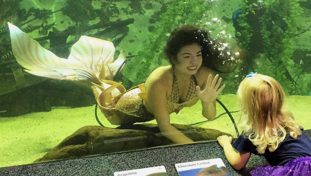Mermaids Return to Newport Aquarium