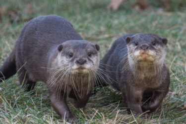 Zoo's New Otter Pups