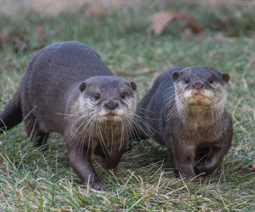 Zoo's New Otter Pups