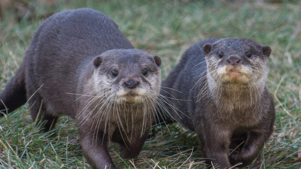 Zoo's New Otter Pups
