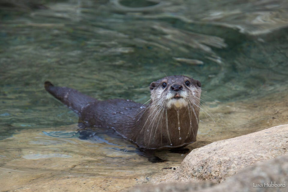 Zoo's New Otter Pups