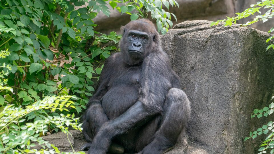 All About Gladys the Gorilla