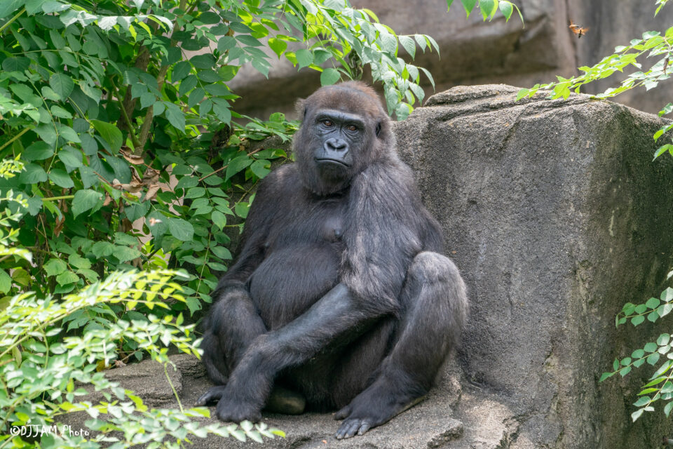 All About Gladys the Gorilla