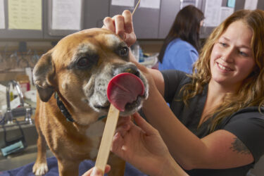 Fort Thomas Animal Hospital