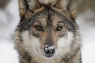 Cool Cincinnati Zoo Animals