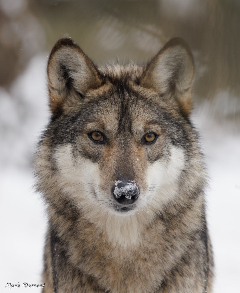 Cool Cincinnati Zoo Animals