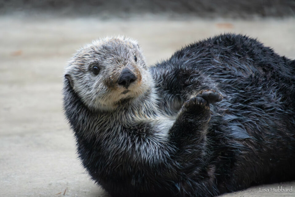 Sea Otters Now at Cincinnati Zoo