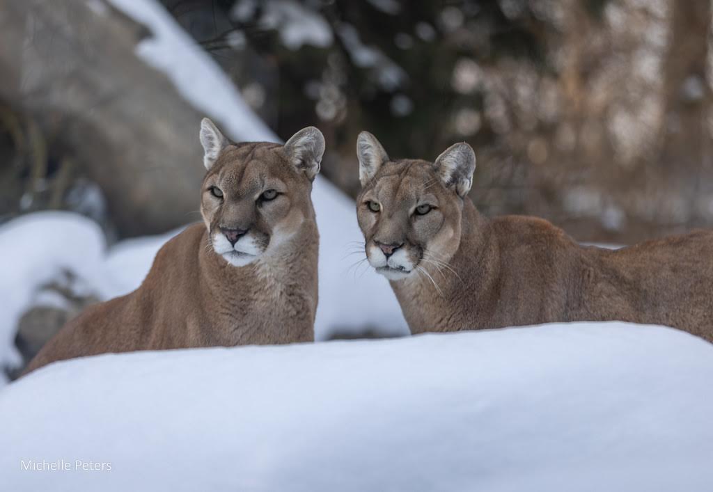 Cool Cincinnati Zoo Animals