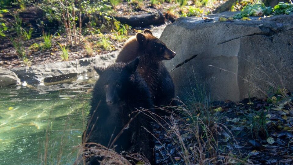 What’s New at Cincinnati Zoo
