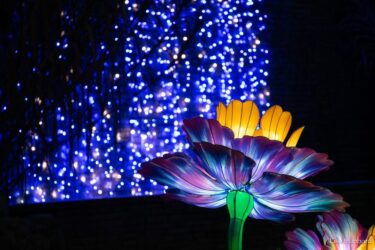 Festival of Lights Wins Big!