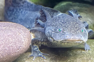 Axolotls at the aquarium