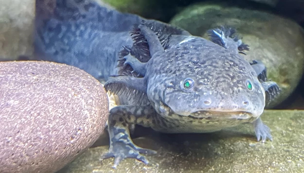 Axolotls at the aquarium